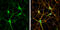 Neuroligin 1 antibody, GTX133208, GeneTex, Immunofluorescence image 