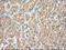 TYRO3 Protein Tyrosine Kinase antibody, LS-C114523, Lifespan Biosciences, Immunohistochemistry frozen image 