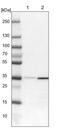 Homeobox protein Nkx-2.3 antibody, NBP2-13659, Novus Biologicals, Western Blot image 