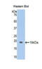 Glypican 1 antibody, LS-C303463, Lifespan Biosciences, Western Blot image 