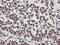 Non-POU Domain Containing Octamer Binding antibody, LS-C787221, Lifespan Biosciences, Immunohistochemistry paraffin image 