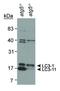 Microtubule Associated Protein 1 Light Chain 3 Beta antibody, NB100-2220H, Novus Biologicals, Western Blot image 