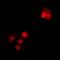 Tubulin Alpha 4a antibody, orb340710, Biorbyt, Immunofluorescence image 