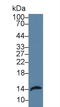 Regenerating Family Member 3 Alpha antibody, LS-C373297, Lifespan Biosciences, Western Blot image 