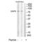 Opioid Growth Factor Receptor antibody, PA5-50078, Invitrogen Antibodies, Western Blot image 