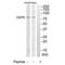 Opioid Growth Factor Receptor antibody, PA5-50078, Invitrogen Antibodies, Western Blot image 