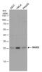 RAB32, Member RAS Oncogene Family antibody, PA5-78351, Invitrogen Antibodies, Western Blot image 