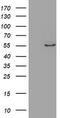 Zinc Finger Protein 165 antibody, CF800423, Origene, Western Blot image 