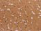 High Density Lipoprotein Binding Protein antibody, CSB-PA876442, Cusabio, Immunohistochemistry frozen image 