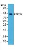 Selectin L antibody, MBS2002885, MyBioSource, Western Blot image 