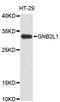 p205 antibody, abx126921, Abbexa, Western Blot image 