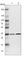 Malate Dehydrogenase 1 antibody, HPA027296, Atlas Antibodies, Western Blot image 