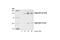 CCAAT Enhancer Binding Protein Beta antibody, 3084T, Cell Signaling Technology, Western Blot image 