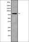 G Protein Subunit Gamma 5 antibody, orb338357, Biorbyt, Western Blot image 