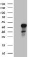 E74 Like ETS Transcription Factor 3 antibody, TA809989S, Origene, Western Blot image 