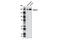 Reticulon 4 antibody, 13401S, Cell Signaling Technology, Western Blot image 