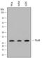 TP53 Induced Glycolysis Regulatory Phosphatase antibody, AF7629, R&D Systems, Western Blot image 