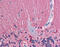 Tubulin Beta 2A Class IIa antibody, 51-610, ProSci, Immunohistochemistry paraffin image 