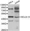 BCL2 Like 13 antibody, TA326932, Origene, Western Blot image 