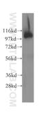 Oxysterol Binding Protein Like 3 antibody, 12417-1-AP, Proteintech Group, Western Blot image 