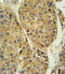 Tubulin Beta 3 Class III antibody, 62-035, ProSci, Immunohistochemistry paraffin image 