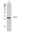 ATP synthase subunit b, mitochondrial antibody, STJ91767, St John