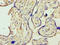Matrix Metallopeptidase 3 antibody, A55223-100, Epigentek, Immunohistochemistry paraffin image 
