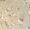 ALG10 Alpha-1,2-Glucosyltransferase antibody, LS-C156274, Lifespan Biosciences, Immunohistochemistry frozen image 