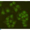 Sirtuin 6 antibody, LS-C813116, Lifespan Biosciences, Immunofluorescence image 