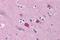 BCL2 Family Apoptosis Regulator BOK antibody, TA319621, Origene, Immunohistochemistry paraffin image 