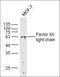 Epsin 1 antibody, orb156765, Biorbyt, Western Blot image 