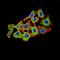 Inversin antibody, orb157698, Biorbyt, Immunocytochemistry image 
