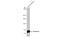 Transferrin antibody, GTX112729, GeneTex, Western Blot image 