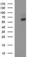 I10R1 antibody, TA506928AM, Origene, Western Blot image 