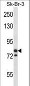 Minichromosome Maintenance Complex Component 3 antibody, LS-C164092, Lifespan Biosciences, Western Blot image 