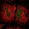 Integrator Complex Subunit 5 antibody, PA5-63367, Invitrogen Antibodies, Immunofluorescence image 