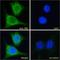 Translocator protein antibody, NBP1-51934, Novus Biologicals, Immunofluorescence image 