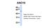 Anoctamin 10 antibody, 26-220, ProSci, Western Blot image 