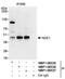 NudE Neurodevelopment Protein 1 antibody, NBP1-06537, Novus Biologicals, Immunoprecipitation image 