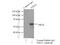 Serine/Threonine Kinase 11 antibody, 10746-1-AP, Proteintech Group, Immunoprecipitation image 