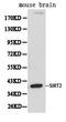 Sirtuin 2 antibody, LS-C192677, Lifespan Biosciences, Western Blot image 