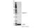 Syntaxin 17 antibody, 31261S, Cell Signaling Technology, Western Blot image 