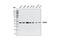 Endoplasmic Reticulum Protein 44 antibody, 2886S, Cell Signaling Technology, Western Blot image 