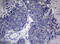 Homeobox D4 antibody, LS-C792084, Lifespan Biosciences, Immunohistochemistry paraffin image 