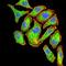 Asparaginase Like 1 antibody, orb13244, Biorbyt, Immunofluorescence image 