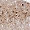 Cytochrome C Oxidase Subunit 7B antibody, NBP2-31703, Novus Biologicals, Immunohistochemistry frozen image 