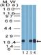 Stratifin antibody, NBP2-27072, Novus Biologicals, Western Blot image 