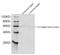 Ty1 Tag antibody, LS-C204103, Lifespan Biosciences, Western Blot image 