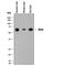 Pyruvate Kinase L/R antibody, AF8519, R&D Systems, Western Blot image 