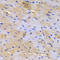 Sarcoglycan Epsilon antibody, LS-C333988, Lifespan Biosciences, Immunohistochemistry frozen image 